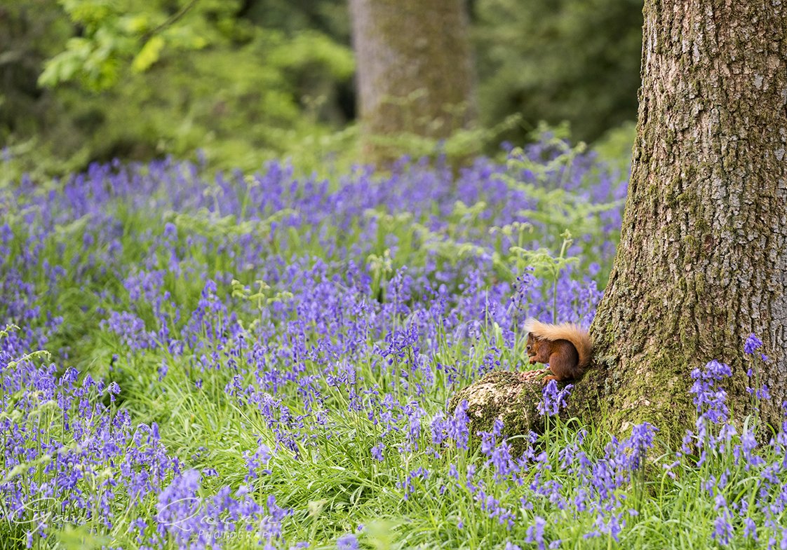 Bluebells